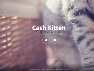 Cash Kitten